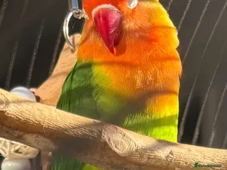 Lovebirds birds 10 month old love bird - Advert 2