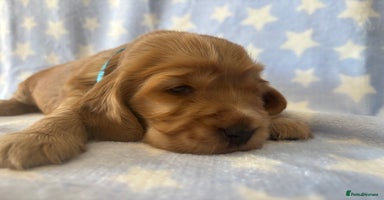 Cocker Spaniel dogs - Advert 11