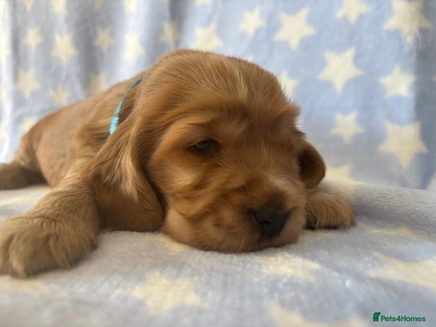 Cocker Spaniel dogs - Advert 4