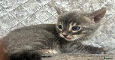 Bengal cats - Advert 13