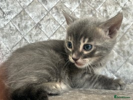 Bengal cats - Advert 13