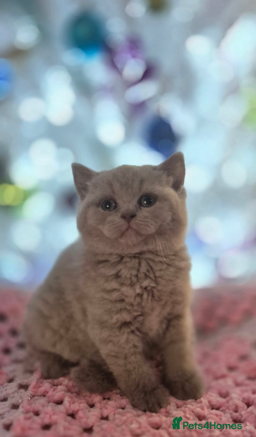 British Shorthair cats for sale: **Stunning TICA Registered Kittens** - Advert 10