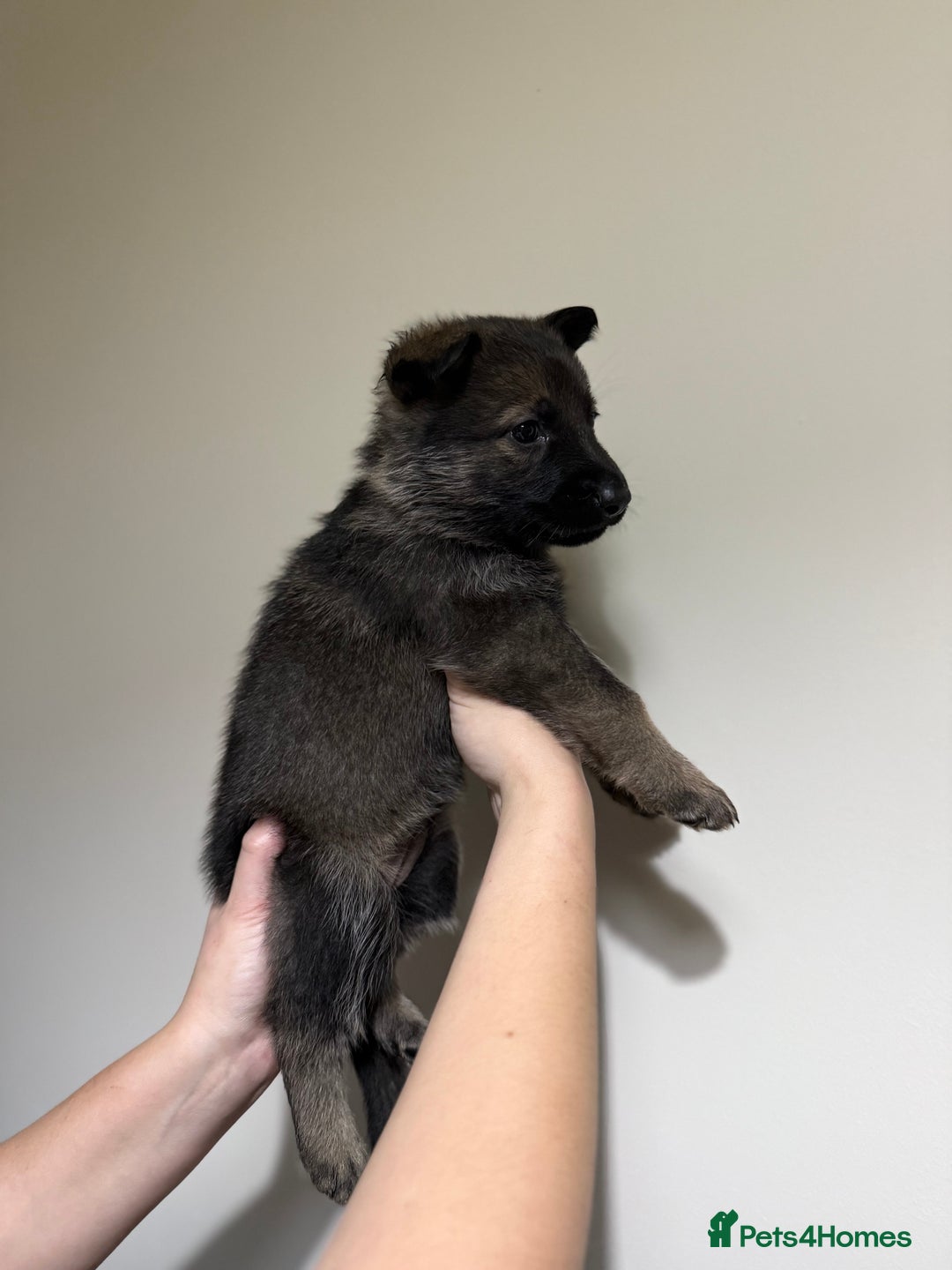 German Shepherd dogs for sale: Beautiful KC German Shepherd Puppies  - Advert 21