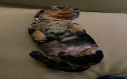 Miniature Dachshund dogs for sale: Silver dapple mini dachshund  - Image 2
