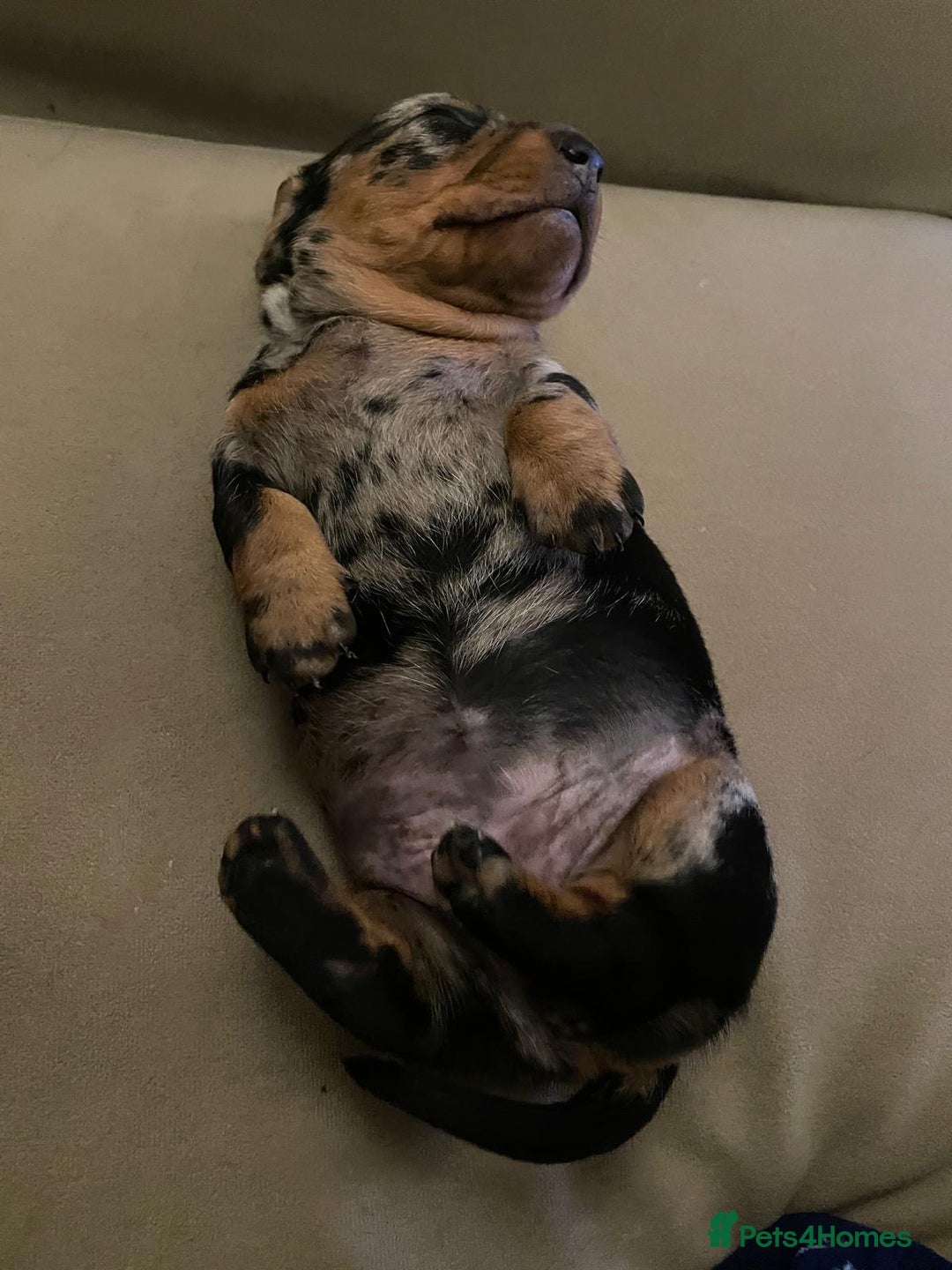Miniature Dachshund dogs for sale: Silver dapple mini dachshund  - Image 2