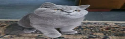 British Shorthair cats for sale: BLUE Boy - Advert 8