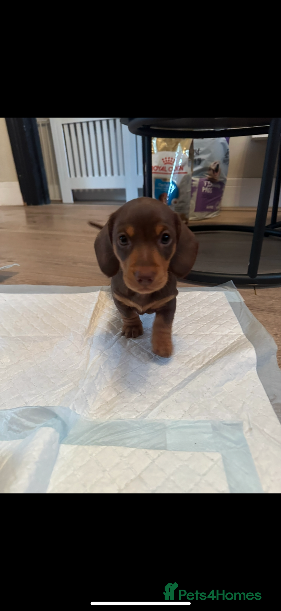 Miniature Dachshund dogs for sale: Miniature daschunds  READY TO LEAVE 29th SEPT - Image 16