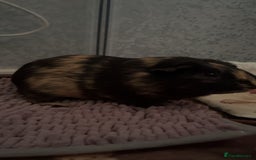 Guinea Pig rodents for sale: 2 male guinea pigs  - Image 4