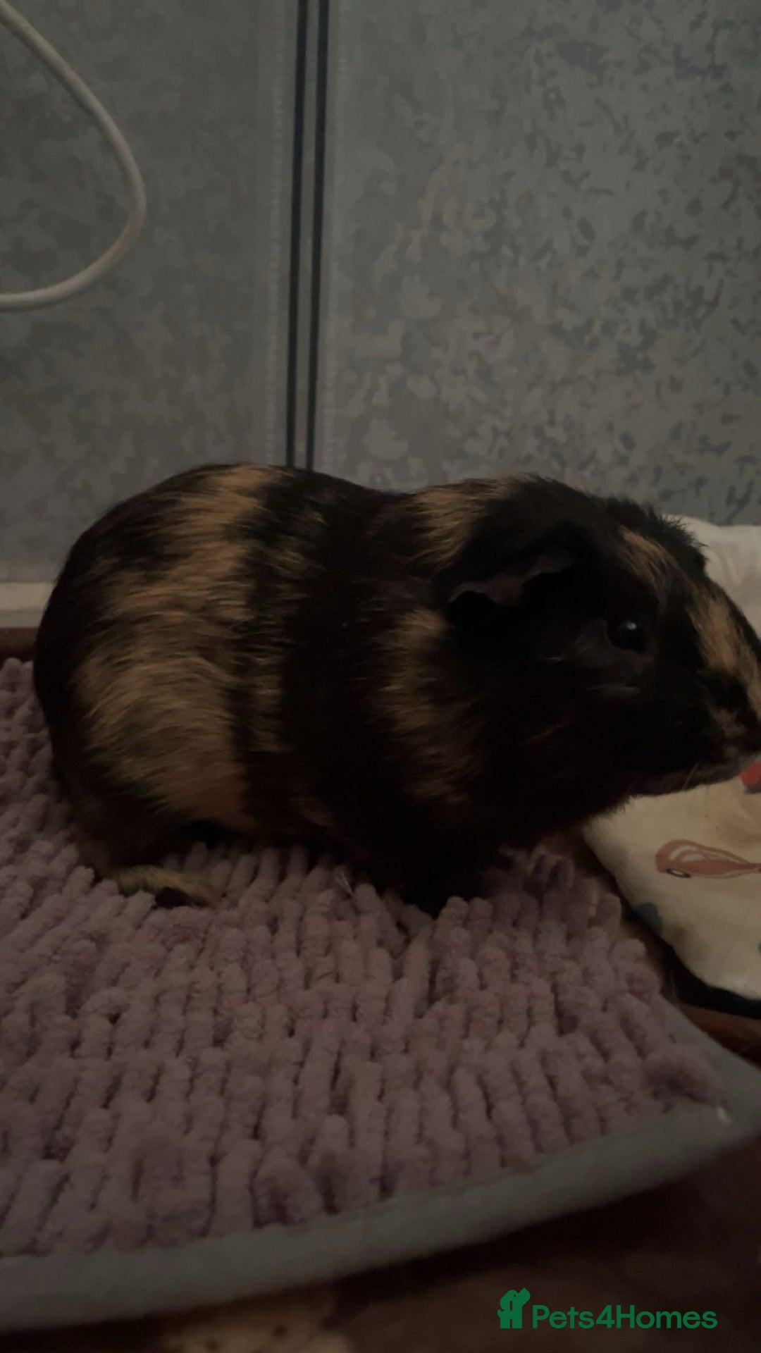 Guinea Pig rodents for sale: 2 male guinea pigs  - Image 4