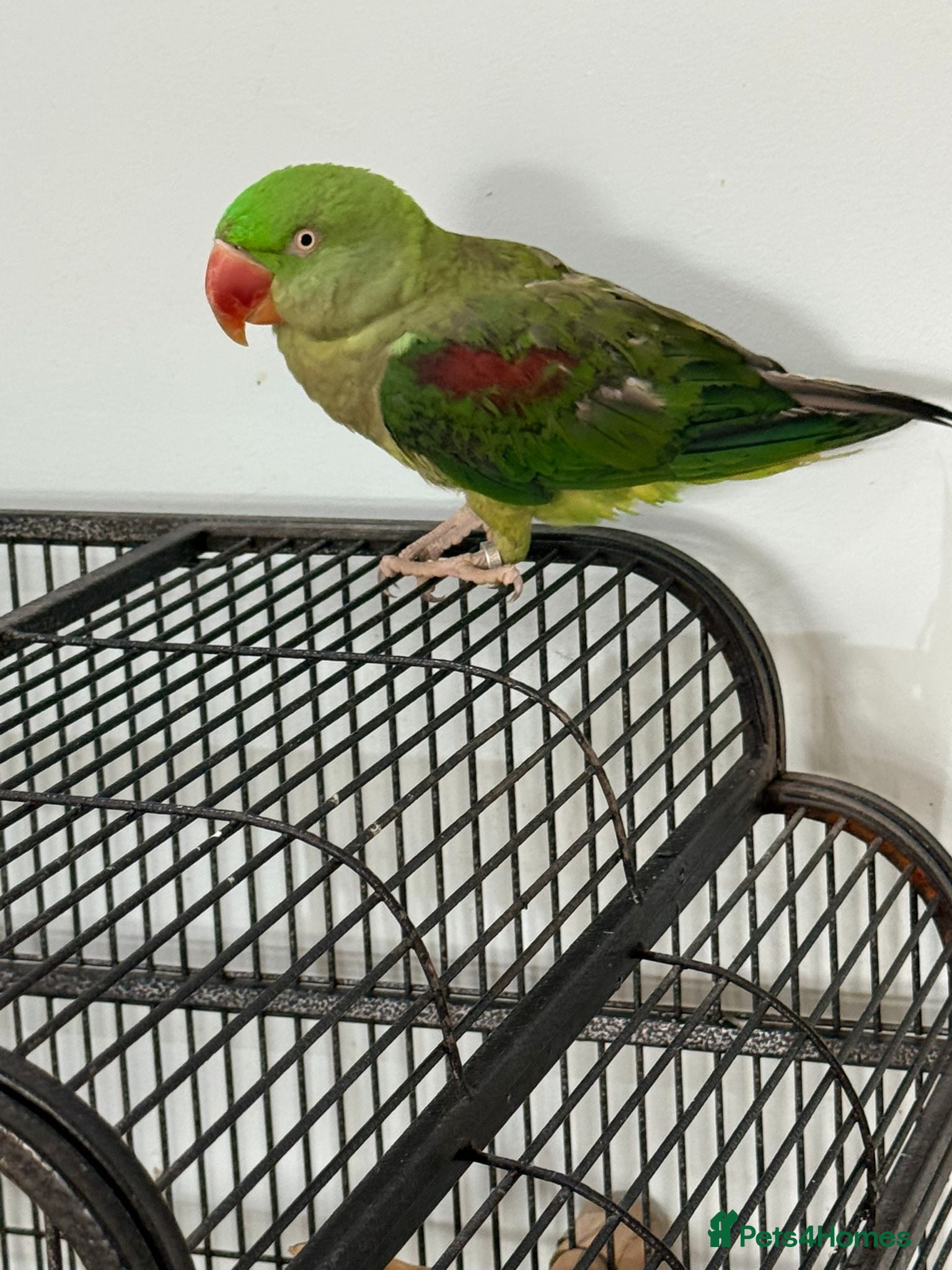 Parrots birds Alexandrine parrot - Advert 1