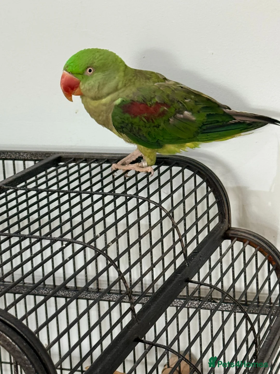 Parrots birds for sale: Alexandrine parrot - Advert 1
