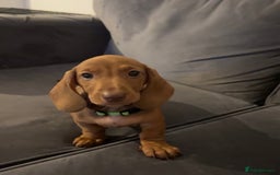 Dachshund dogs for sale: Beautiful dachshund girl left (fully vaccinated) - Advert 33