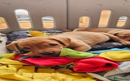 Labrador Retriever dogs for sale: ONLY 1 BEAUTIFUL KC FOX RED GIRL LAB AVAILABLE - Image 13