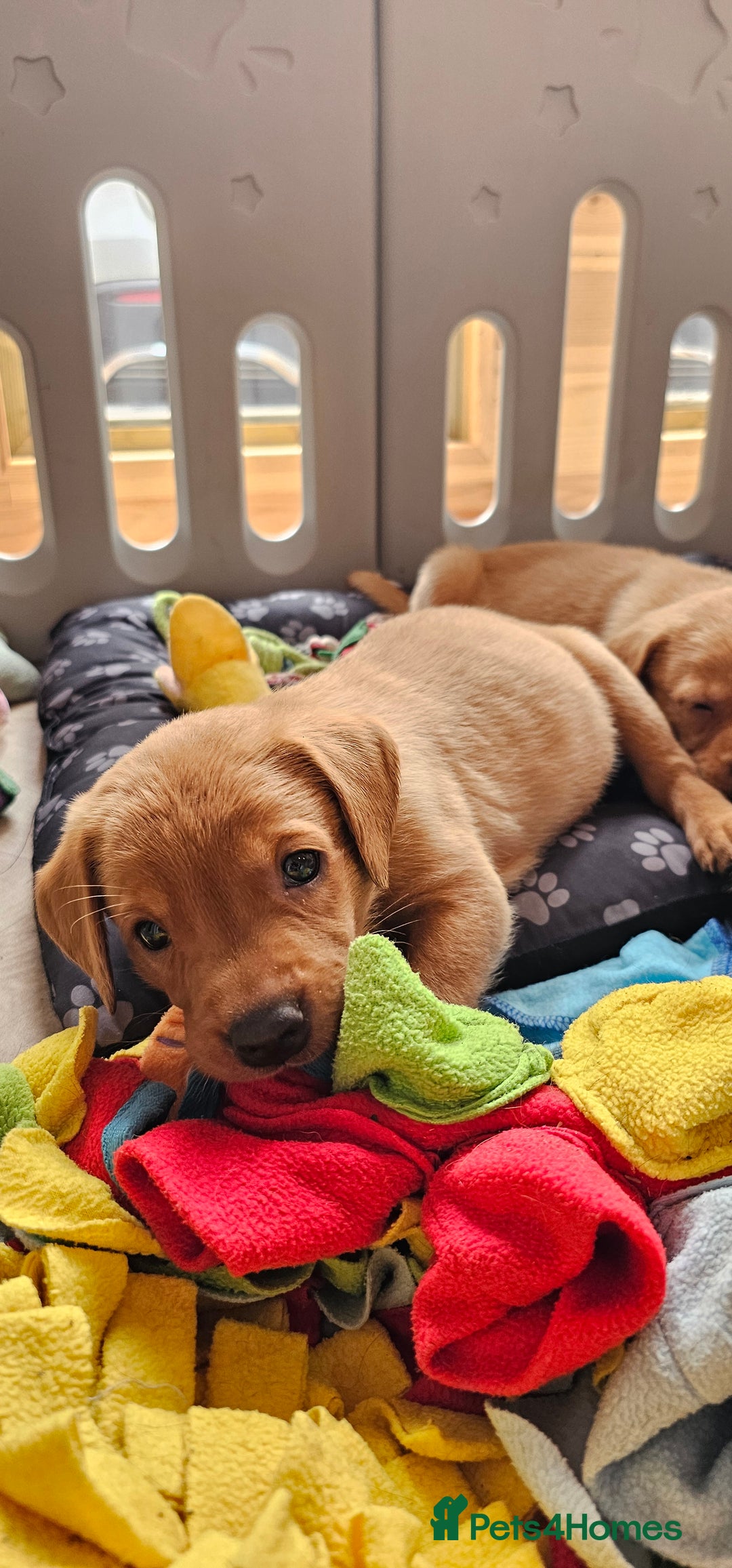 Labrador Retriever dogs for sale: ONLY 1 BEAUTIFUL KC FOX RED GIRL LAB AVAILABLE - Image 13