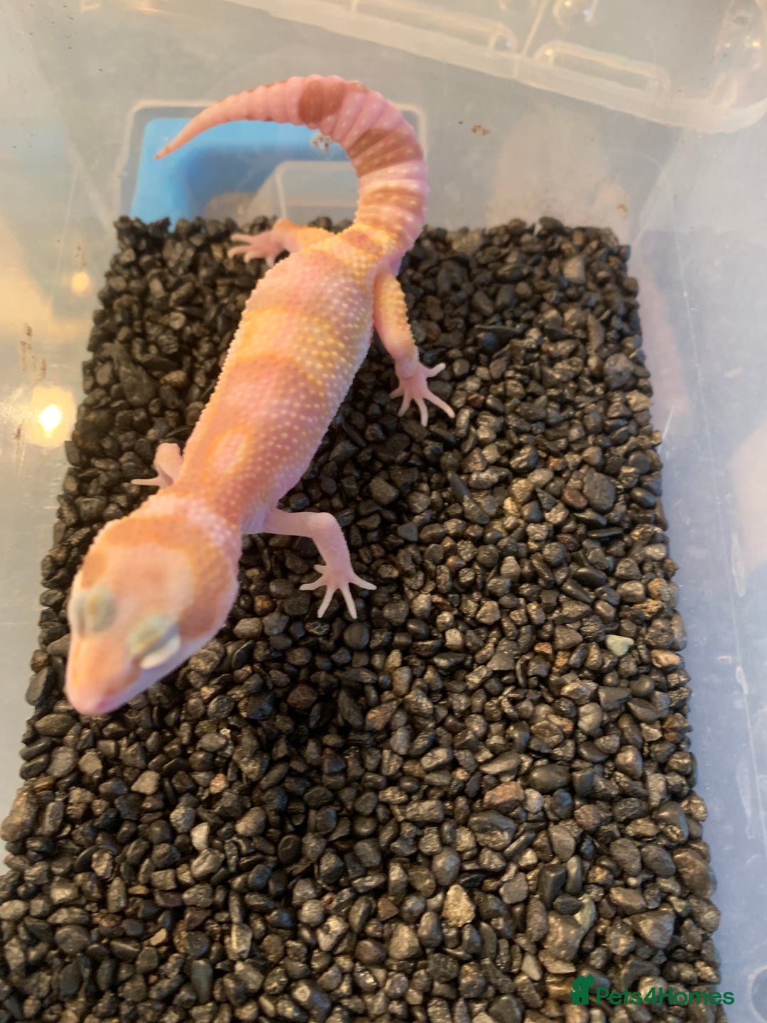 Leopard Gecko reptiles for sale: Baby leopard geckos cb25 - Advert 7