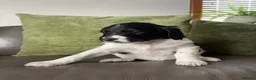 Bernedoodle dogs for sale: Stunning bernedoodle puppies  - Advert 17