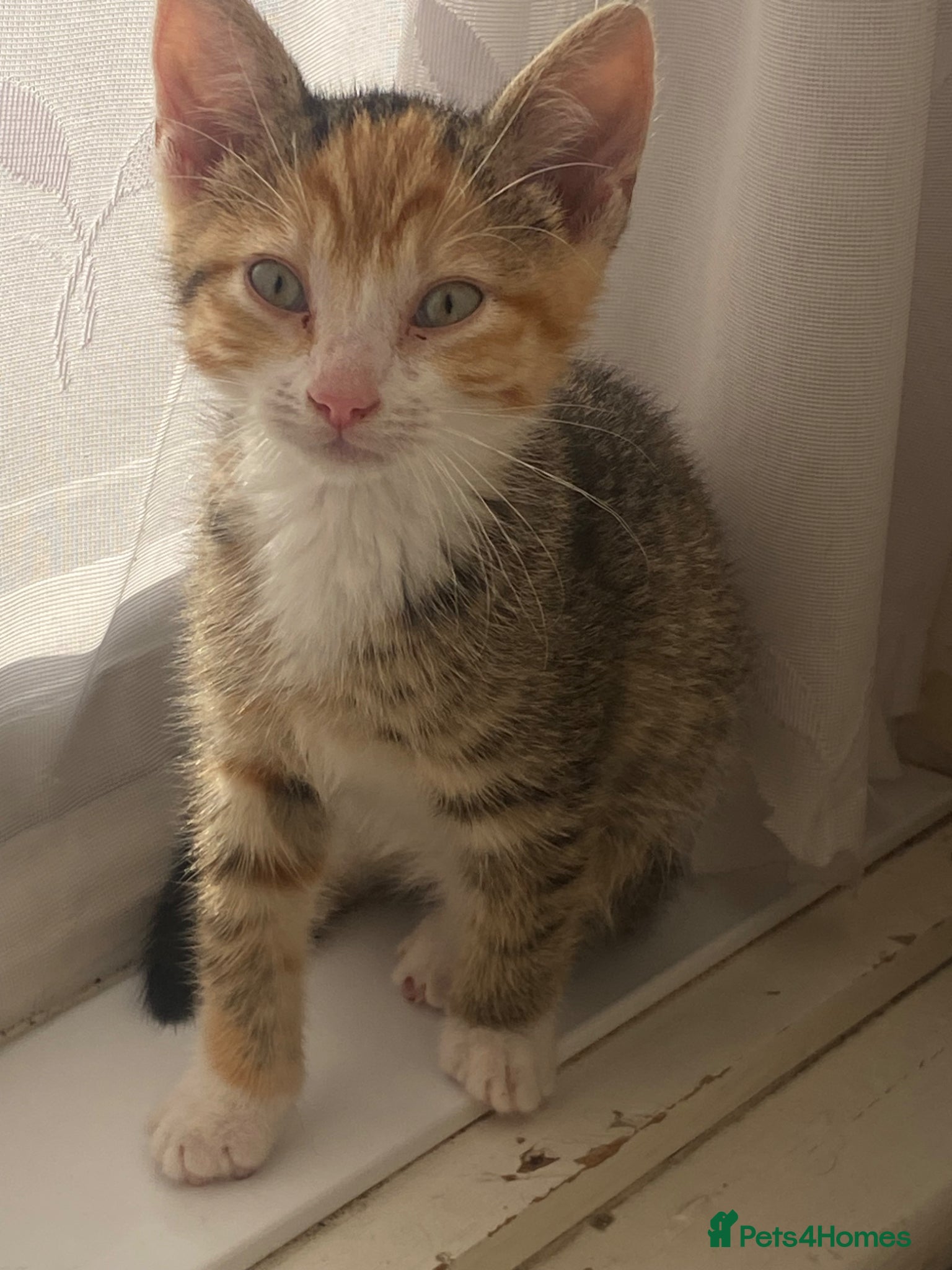 Mixed Breed cats Beautiful girl - Advert 1