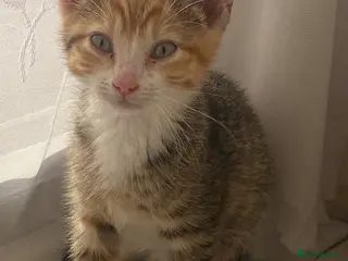 Mixed Breed cats Beautiful girl - Advert 1