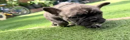 French Bulldog dogs for sale: French Bulldog Puppies – Looking for Forever Homes - Advert 2