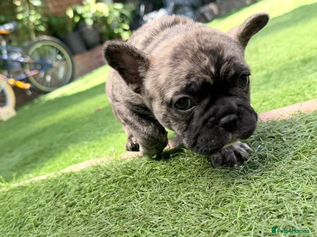 French Bulldog dogs for sale: French Bulldog Puppies – Looking for Forever Homes - Advert 2