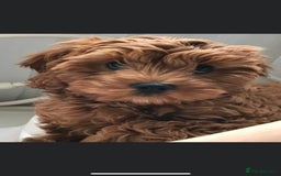Cavapoo dogs for stud: Extensively Health Tested Deep Red Tiny Toy Poodle in Mansfield - Image 23