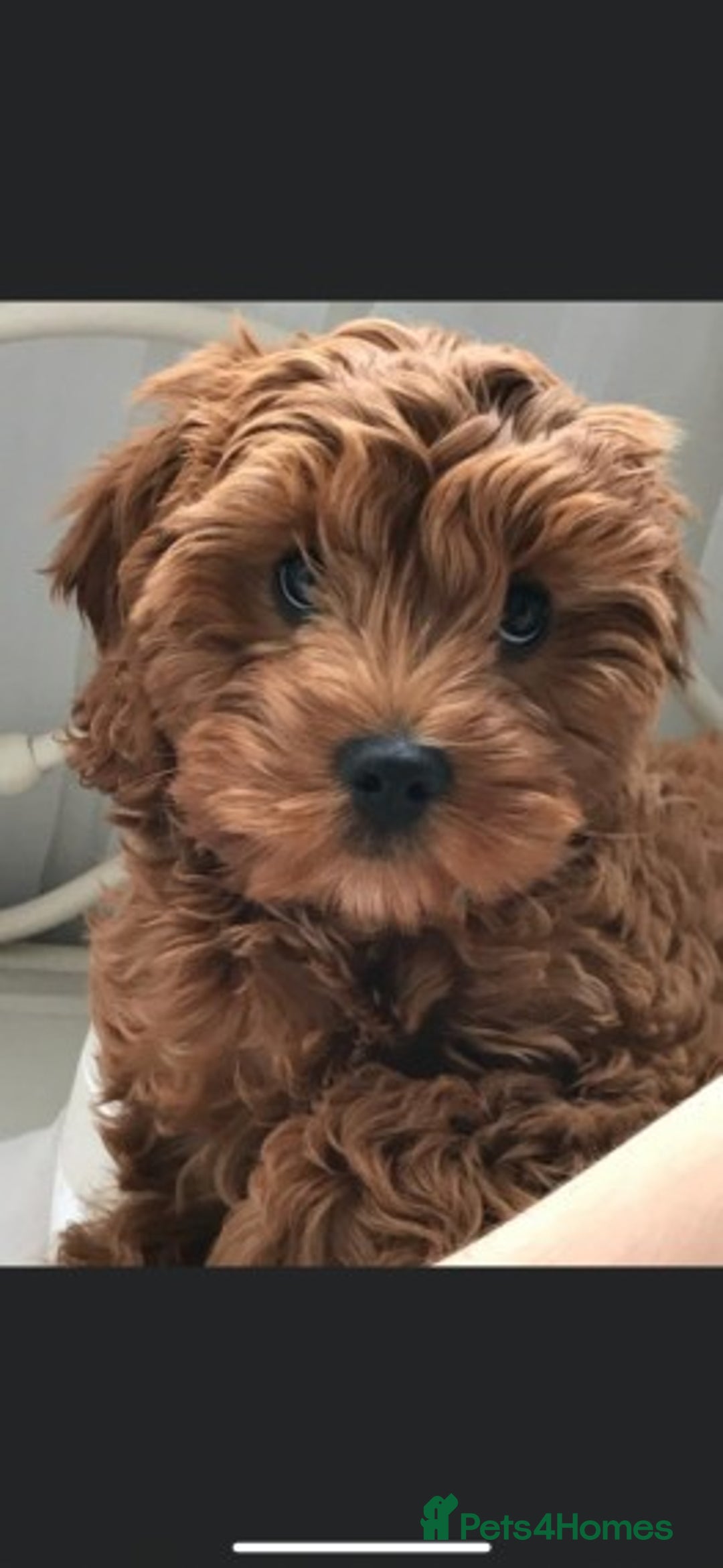 Cavapoo dogs for stud: Extensively Health Tested Deep Red Tiny Toy Poodle in Mansfield - Image 23