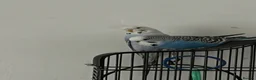 Budgerigars birds for sale: Budgies For A New Home - Advert 1
