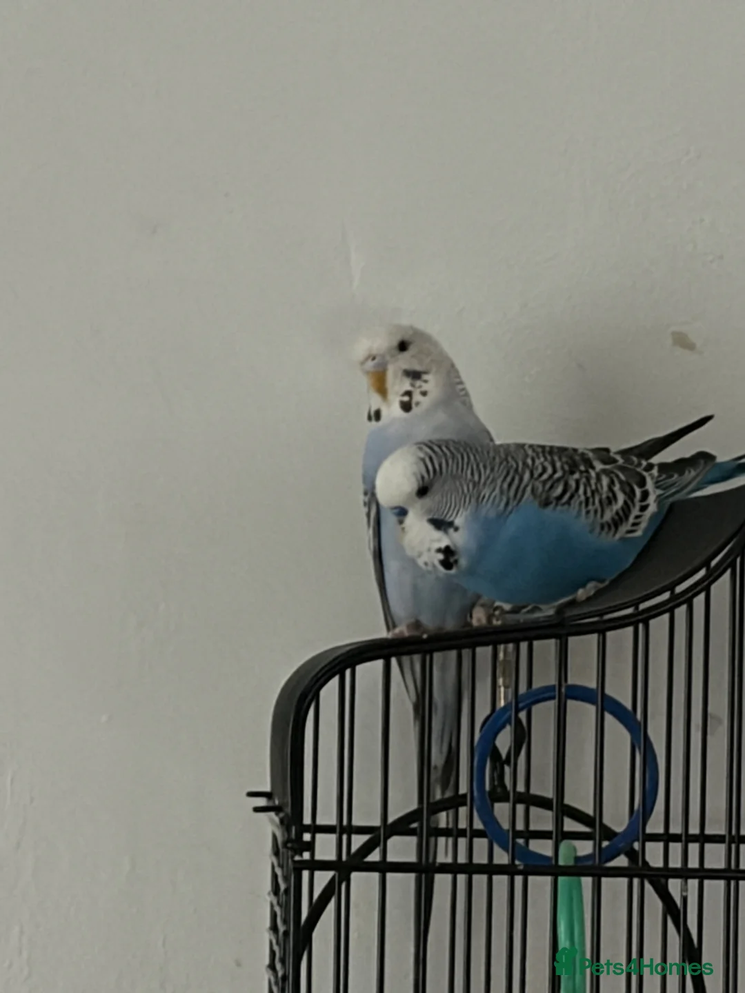 Budgerigars birds for sale: Budgies For A New Home - Advert 1