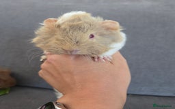 Guinea Pig rodents for sale: Beautiful lilac guinea pigs - Image 7