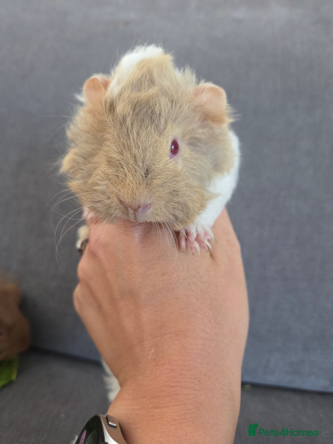 Guinea Pig rodents for sale: Beautiful lilac guinea pigs - Image 7
