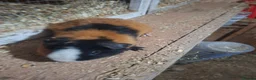 Guinea Pig rodents for sale: Guniea pigs males and females - Advert 7