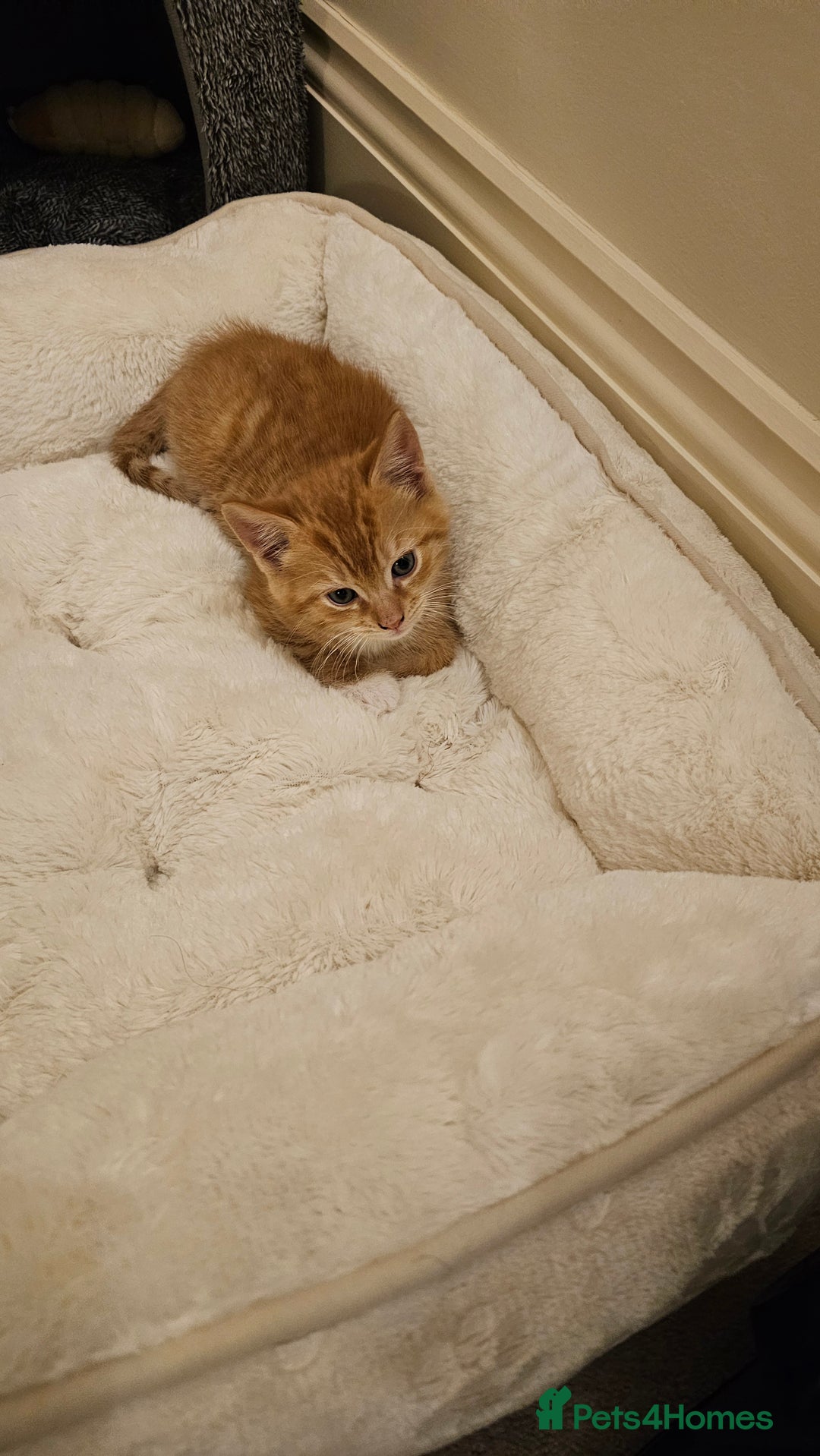 British Shorthair cats for sale: A Kitten for  **   - Advert 4