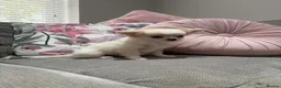 Chihuahua dogs for sale: Outstanding Long Coat Males in Washington - Advert 9