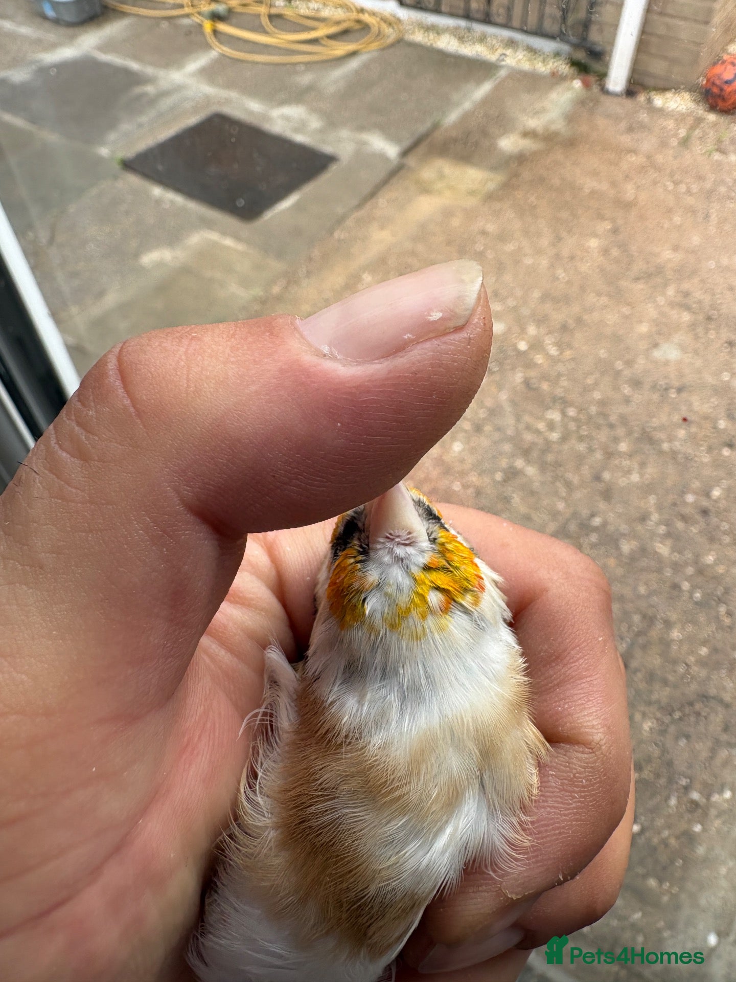 Finches birds Goldfinch  - Advert 9
