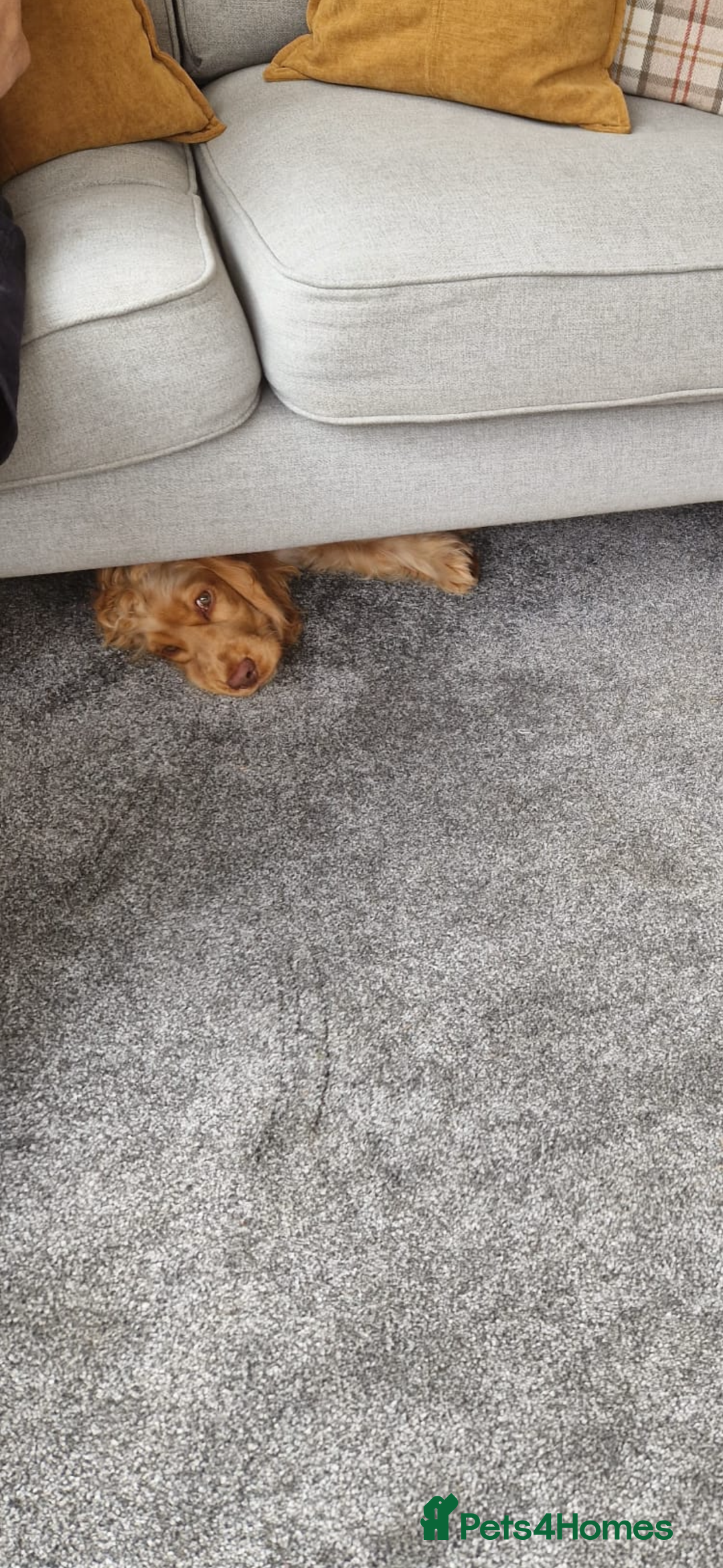 Cocker Spaniel dogs for sale: 7 month old show cocker  - Image 2
