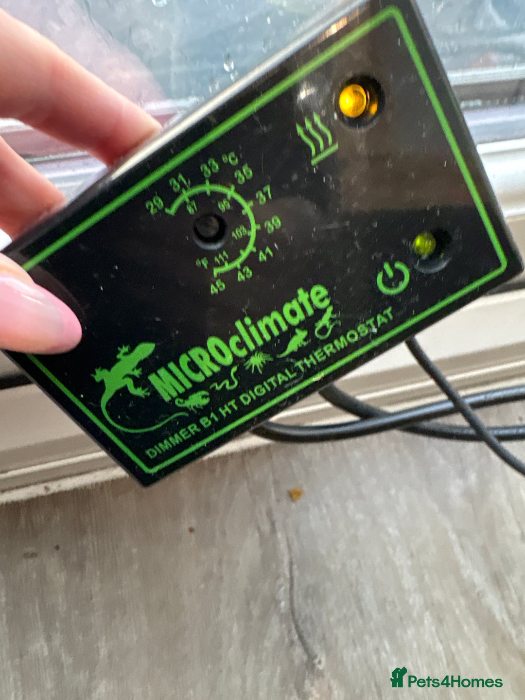 Bearded Dragon reptiles for sale: Female Bearded Dragon - full Luxury Vivarium Setup - Advert 6