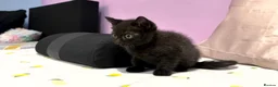 British Shorthair cats for sale: Last two girls available  - Advert 5