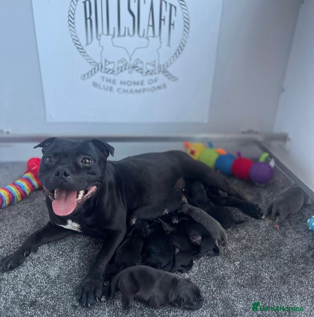 Staffordshire Bull Terrier dogs for stud: A NEW SUPERIOR SOLID BLUE MALE  - Image 18