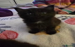 Maine Coon cats for sale: Maine Coon X Ragdoll  - Advert 16