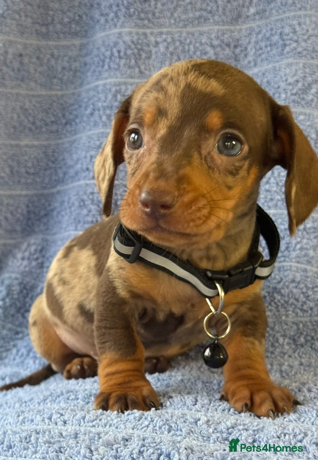 Miniature Dachshund dogs for sale: KC Reg Miniature Dachshund Puppies  - Advert 16