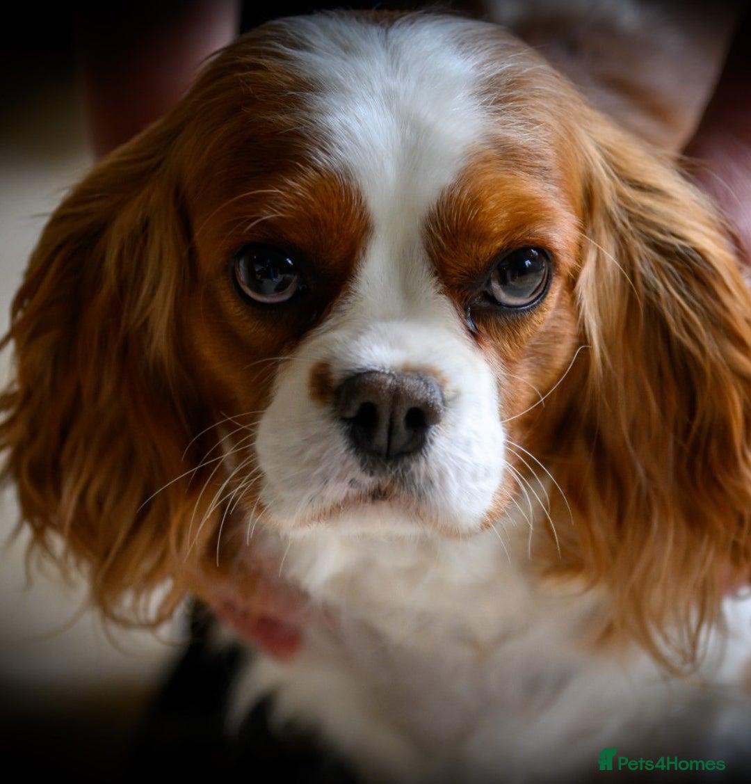 Gallery Image {{count}}