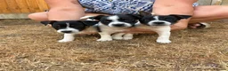 Jack Russell dogs for sale:  jack russell puppies  in Orpington - Advert 4