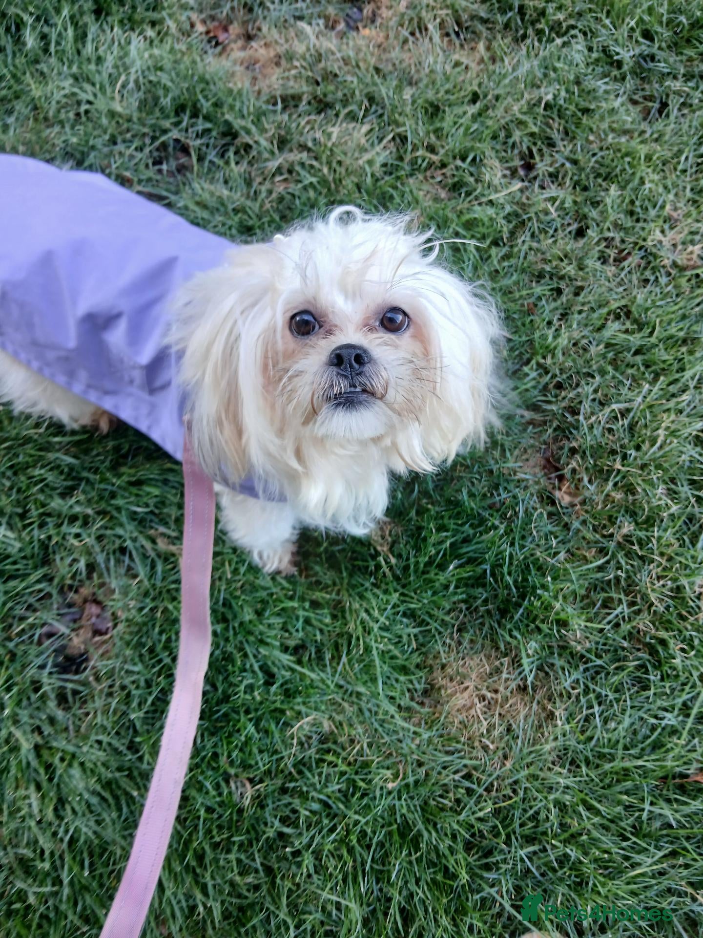 Mixed Breed dogs Maltes/Lhasa apso puppies  - Advert 1