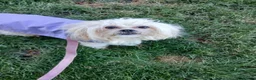 Mixed Breed dogs for sale: Maltes/Lhasa apso puppies  - Advert 1