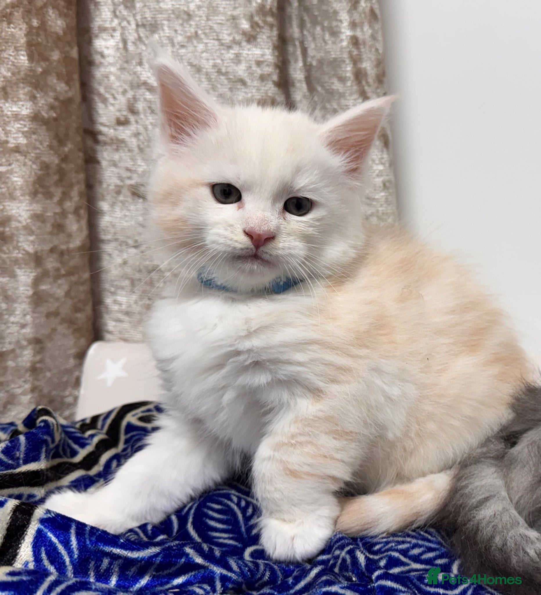 Maine Coon cats Purebred Maincoon Kittens  - Advert 1