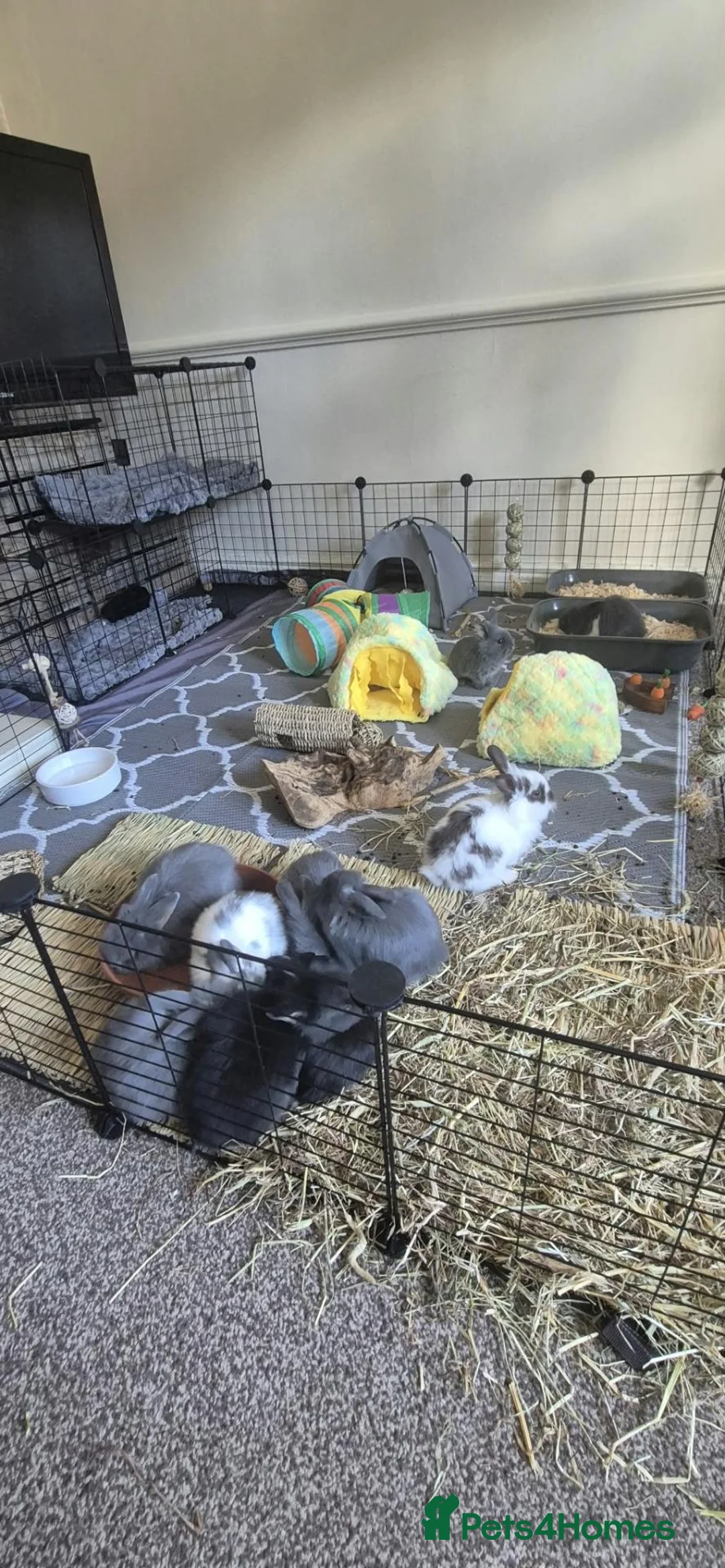 Mixed Breed rabbits for sale: Baby Bunny's  in Stone - Advert 2