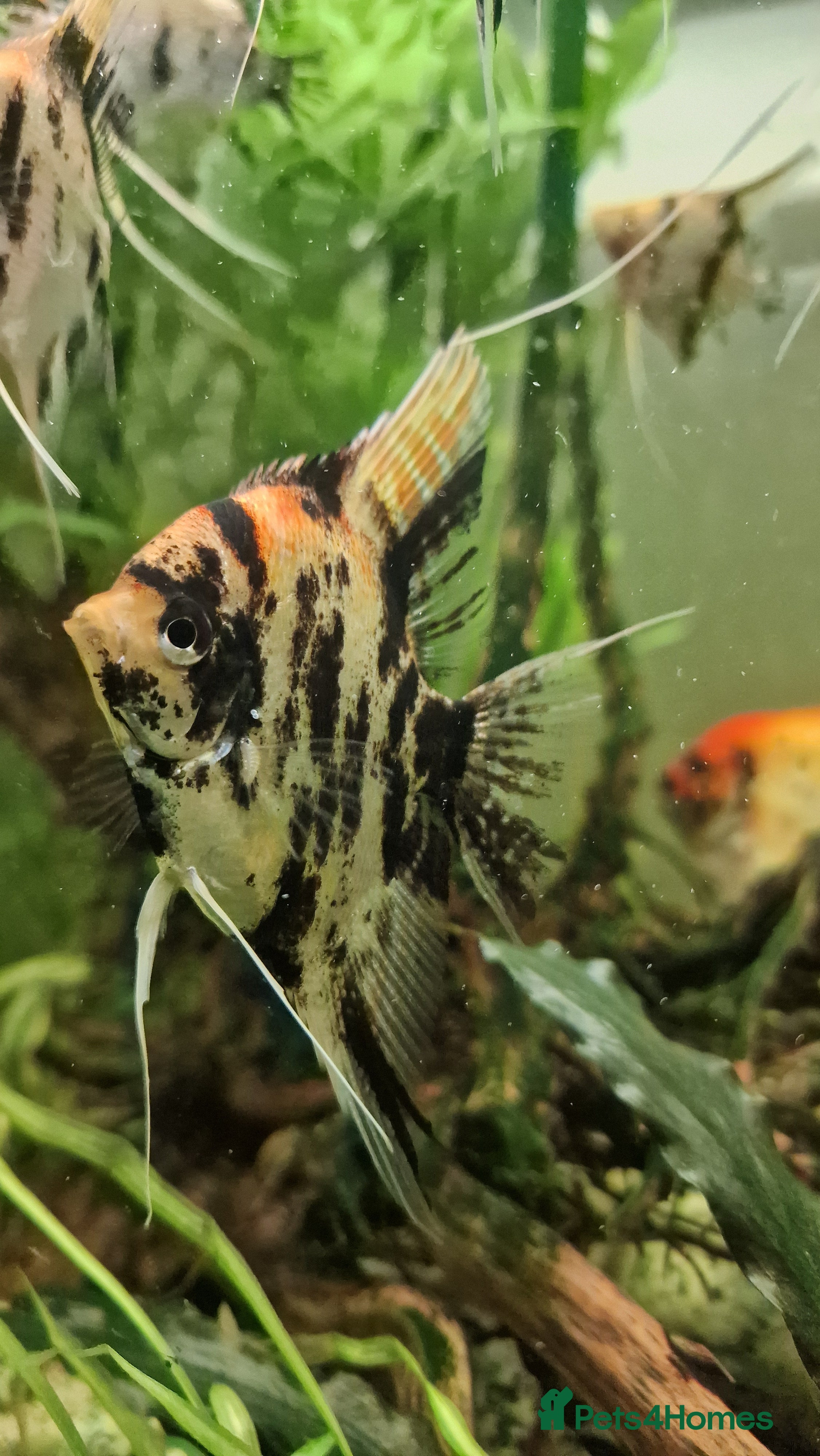 Angelfish fish Koi & Golden Marble Angelfish - Advert 4