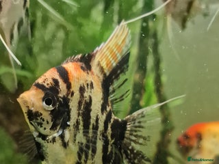 Angelfish fish Koi & Golden Marble Angelfish - Advert 5