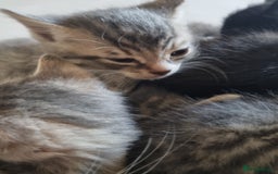 Maine Coon cats for sale: Main coon/ British short hair mix - Image 5