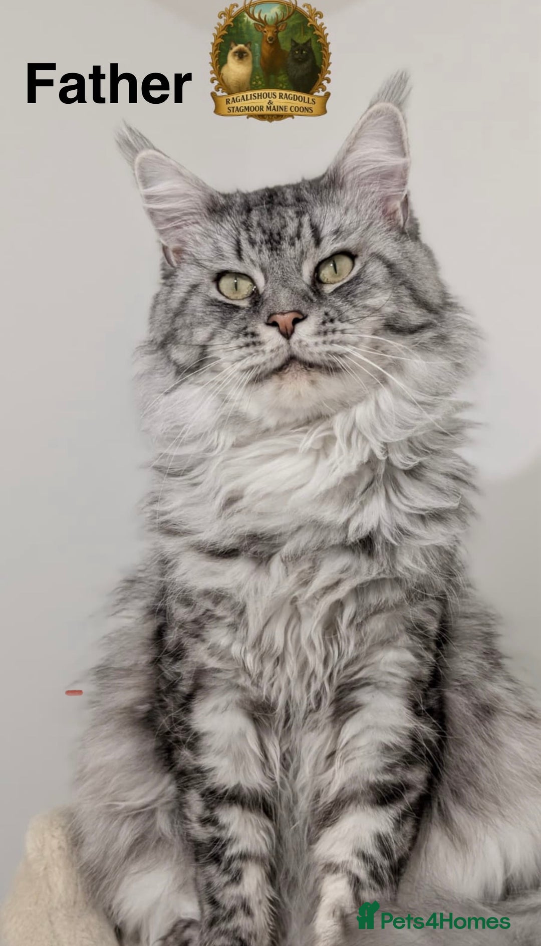 Maine Coon cats for sale: Pure Mainecoons - Advert 8